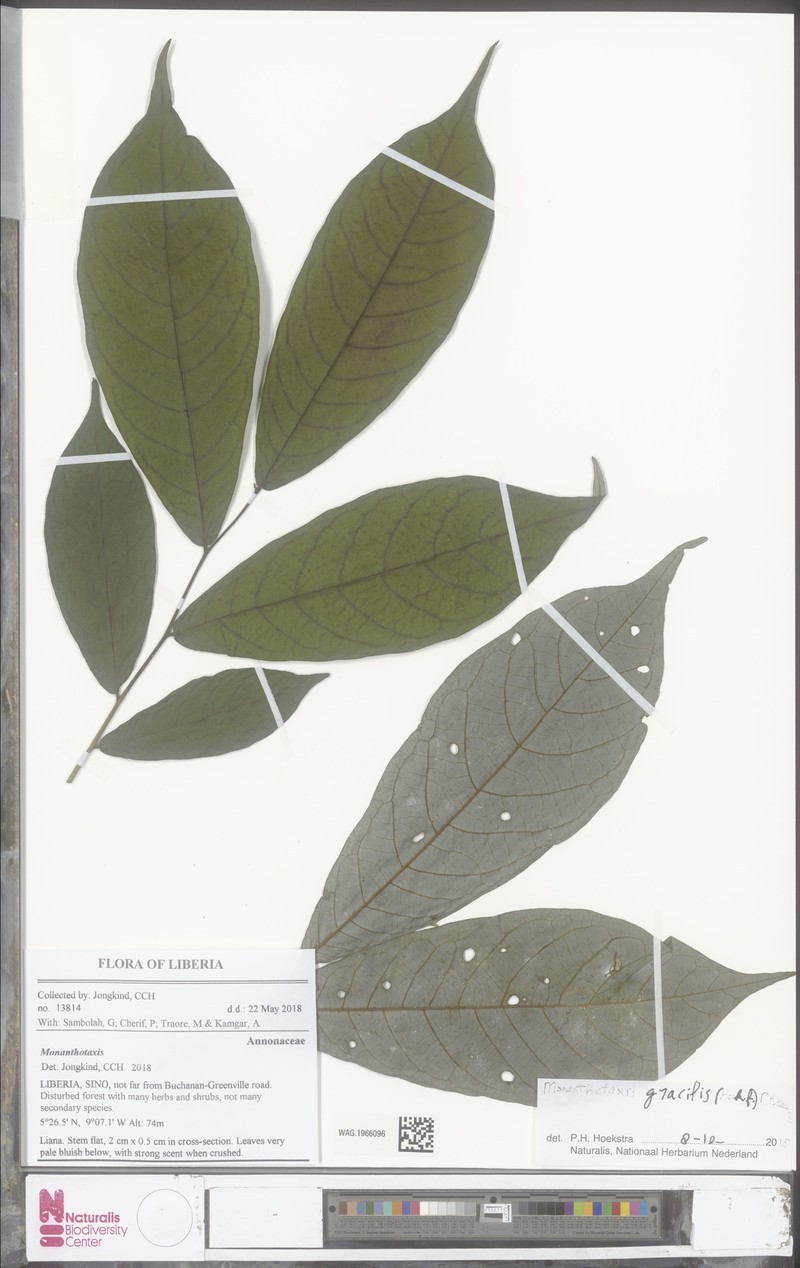 Monanthotaxis gracilis photo 2
