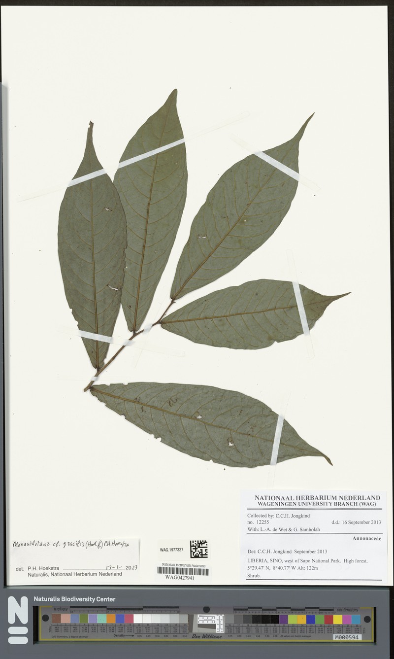Monanthotaxis gracilis photo 3