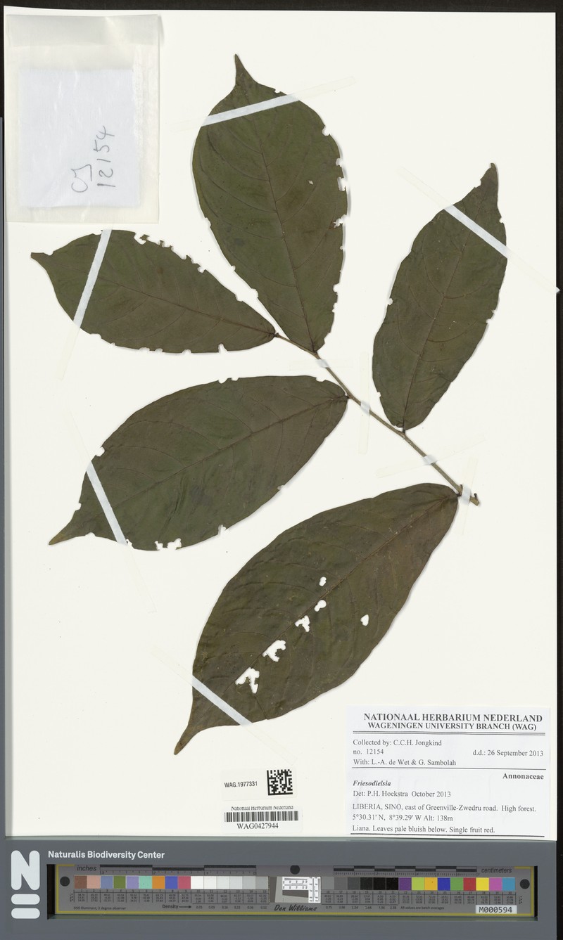 Monanthotaxis gracilis photo 4