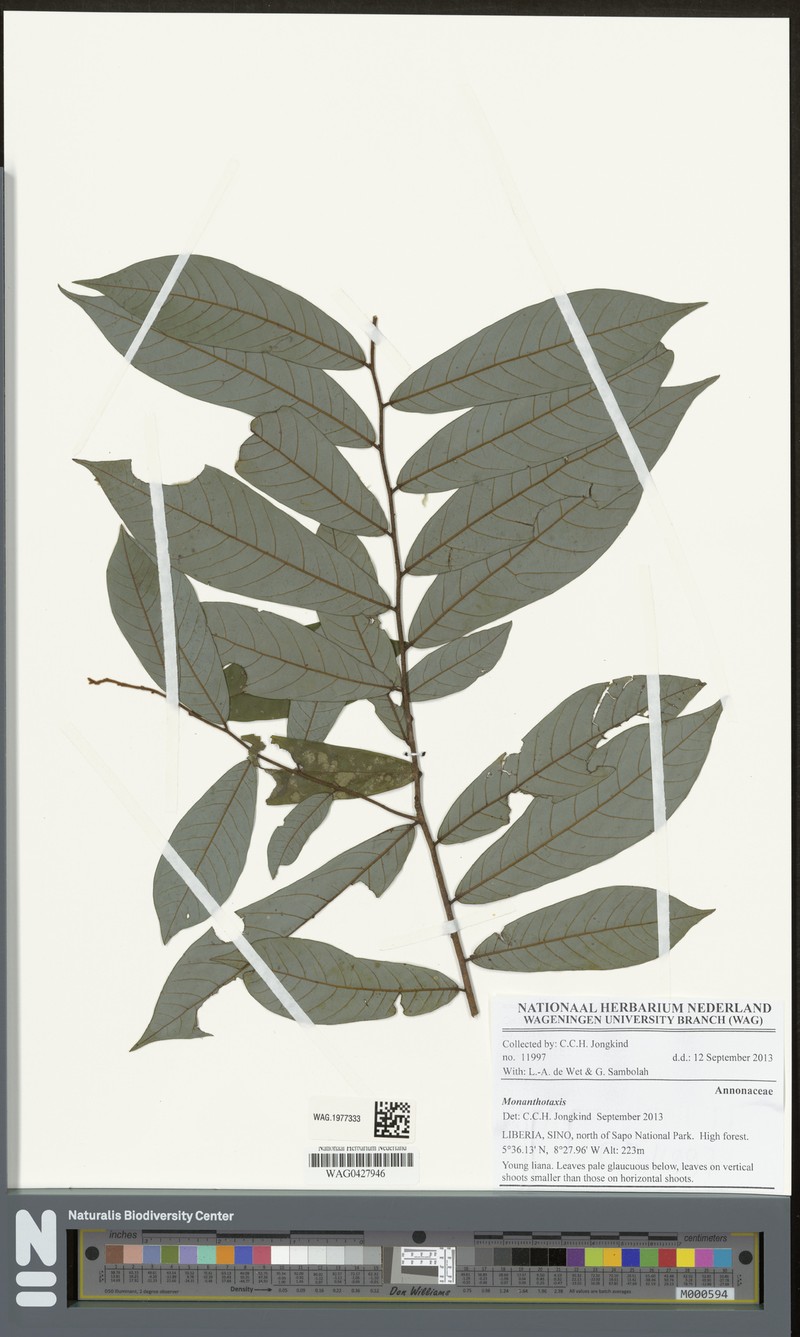 Monanthotaxis gracilis photo 5