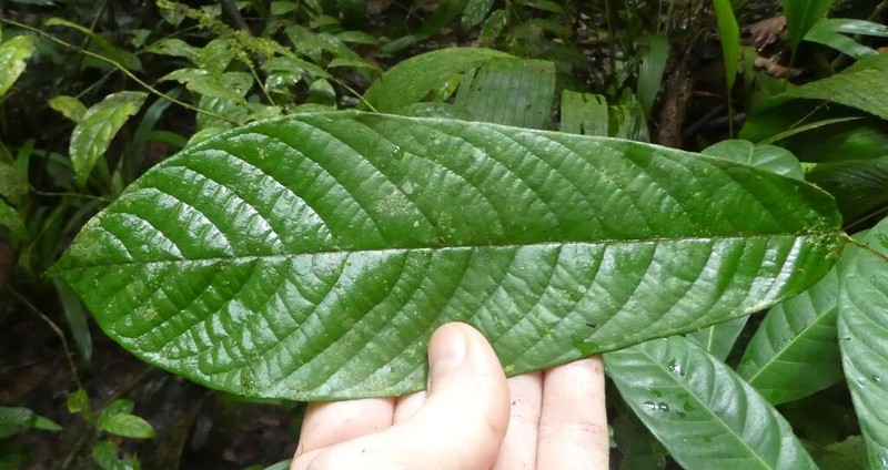 Monanthotaxis hirsuta