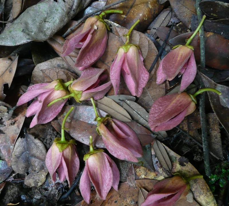 Monanthotaxis hirsuta photo 2