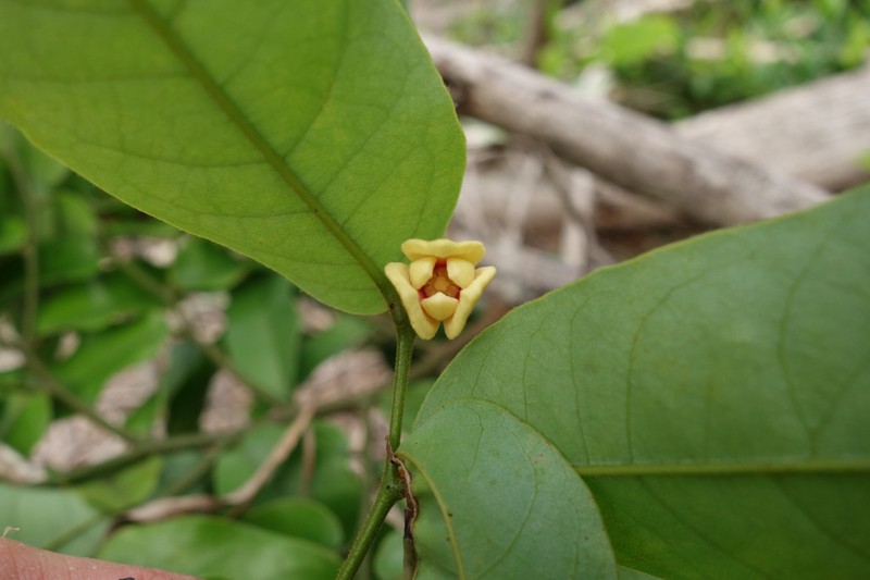 Monanthotaxis komorensis
