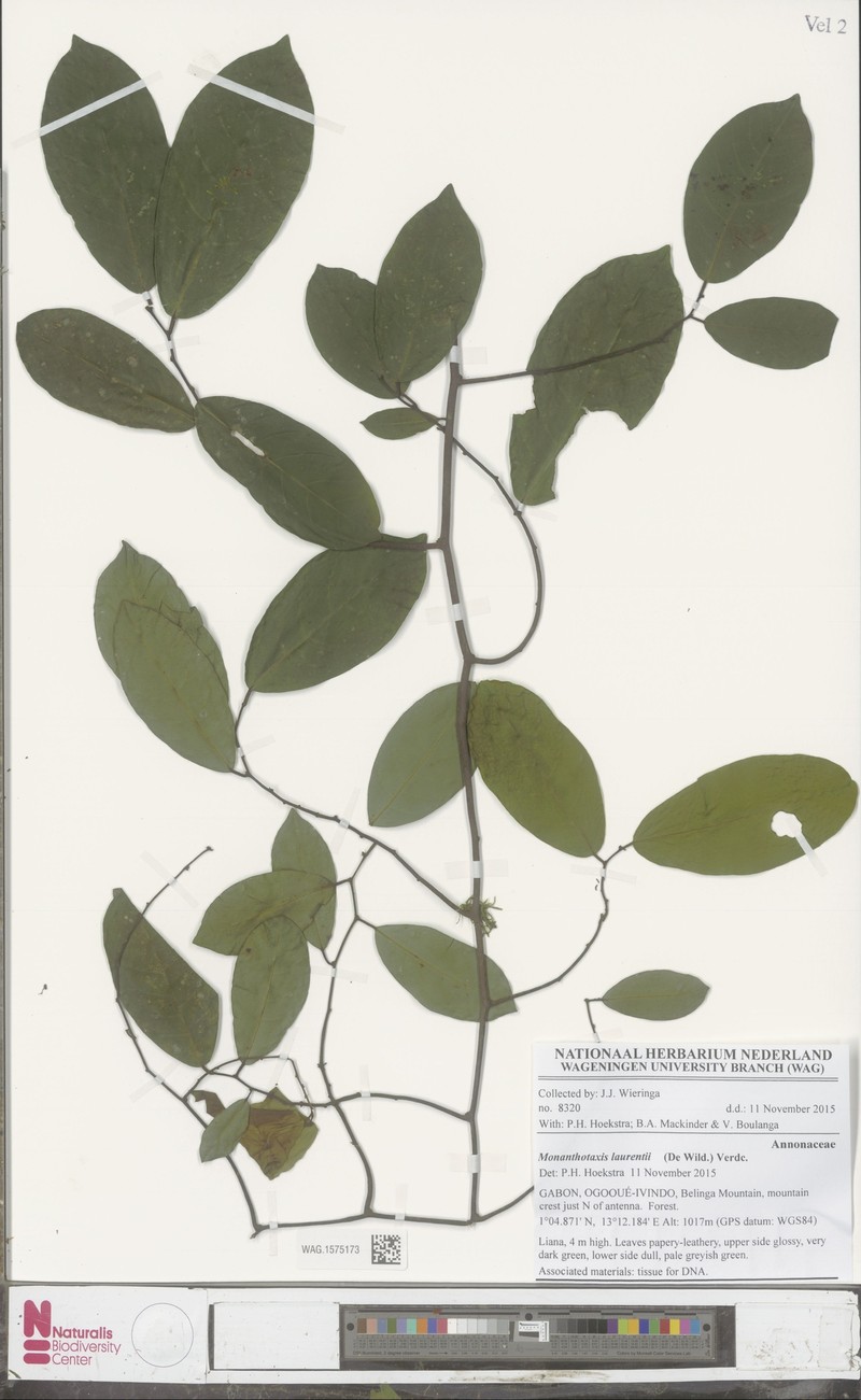 Monanthotaxis latistamina