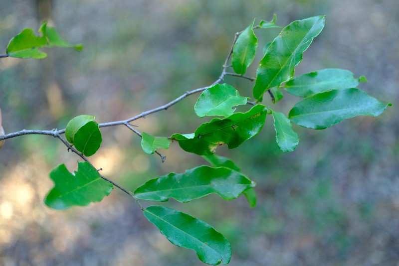 Monanthotaxis maputensis