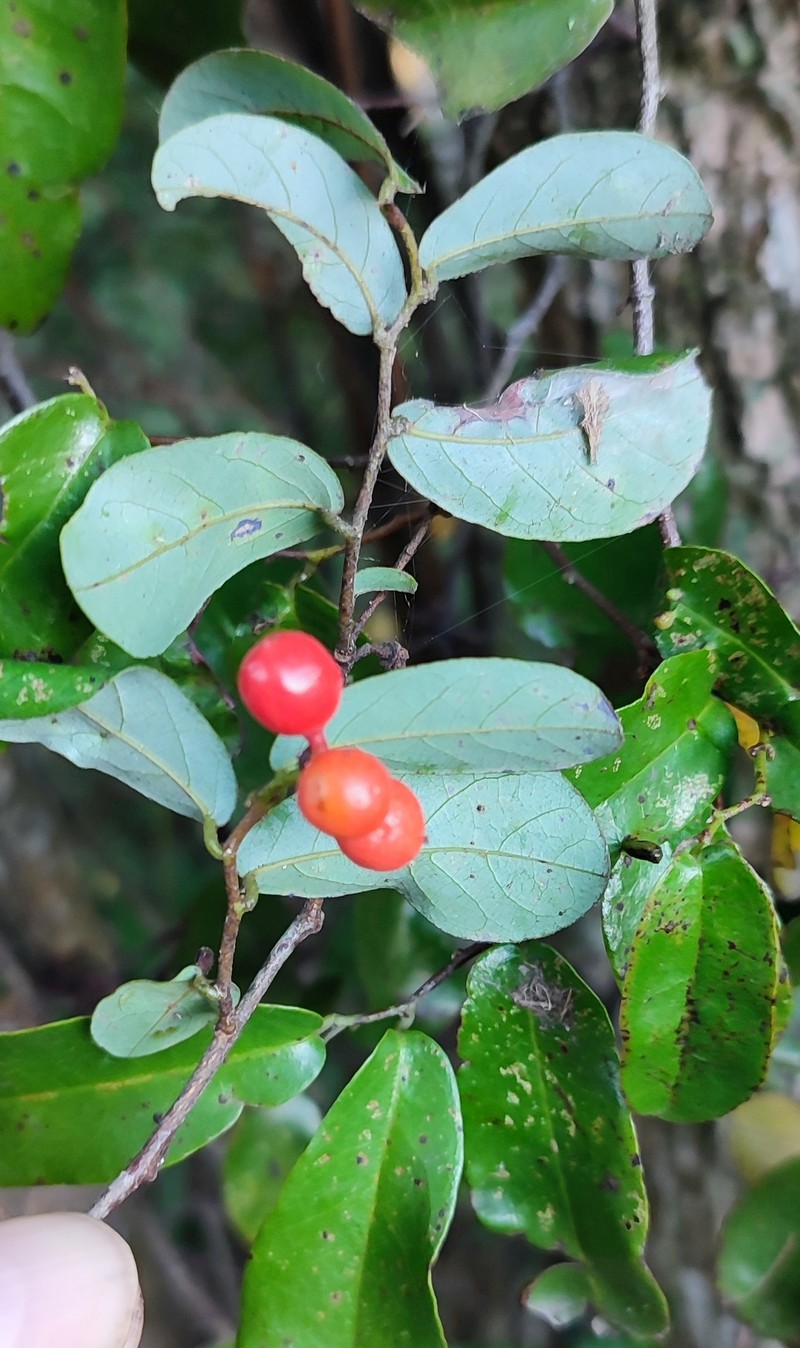 Monanthotaxis maputensis photo 4