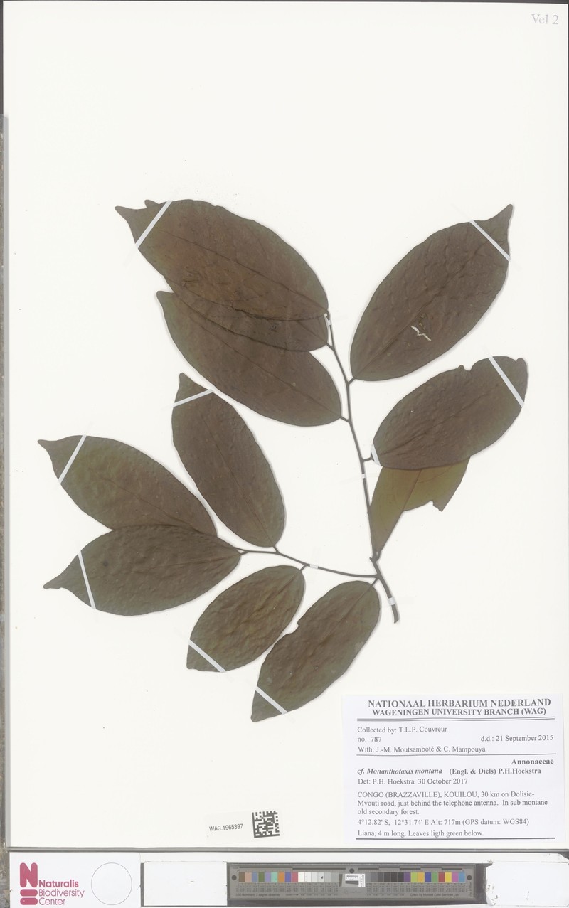 Monanthotaxis montana