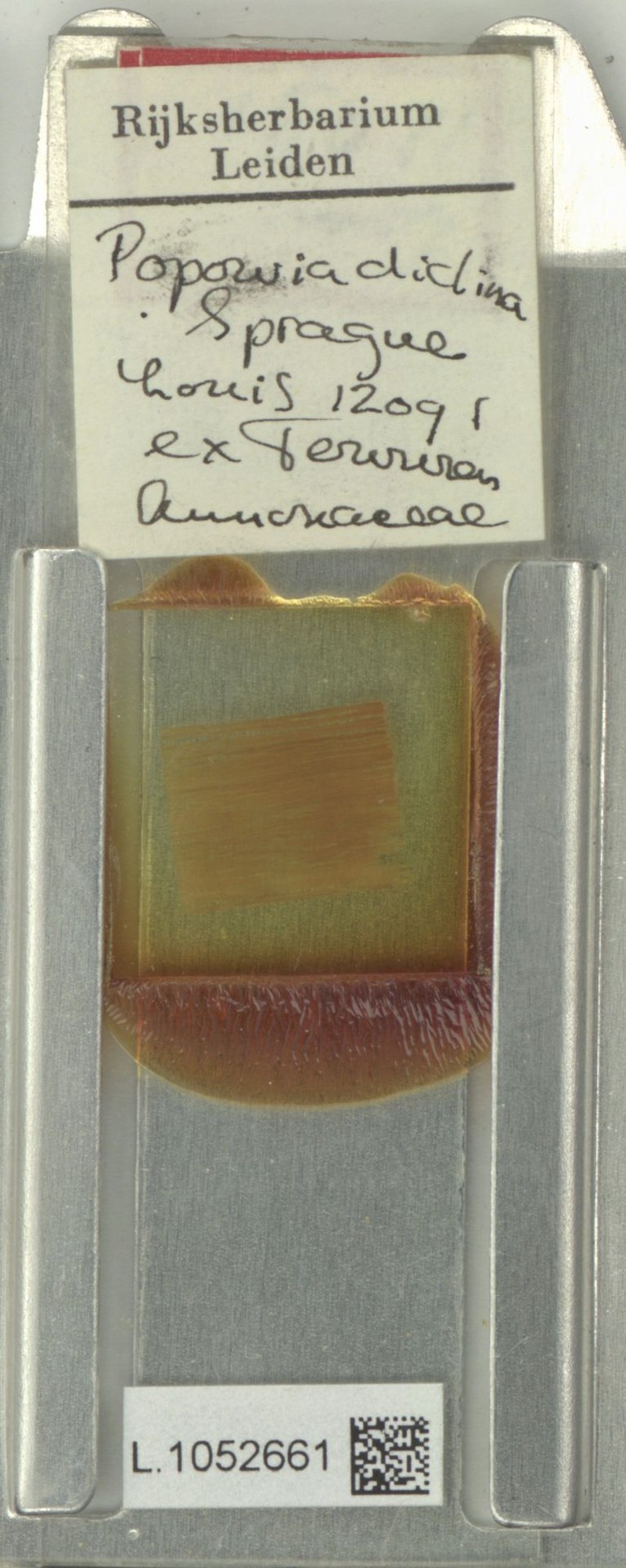 Monanthotaxis pynaertii