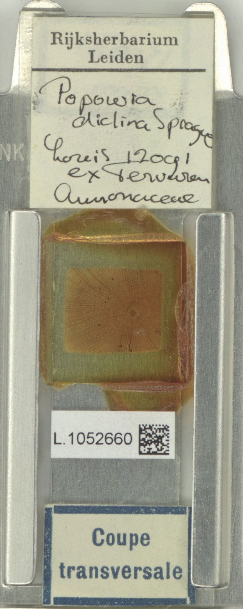 Monanthotaxis pynaertii photo 2