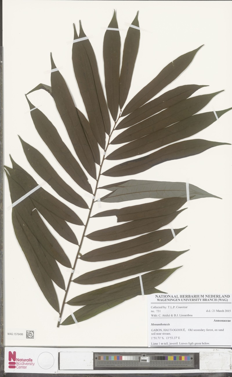 Monanthotaxis sterilis