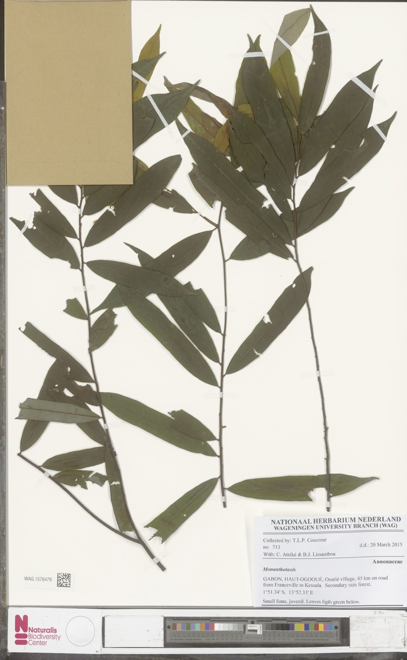 Monanthotaxis sterilis photo 2