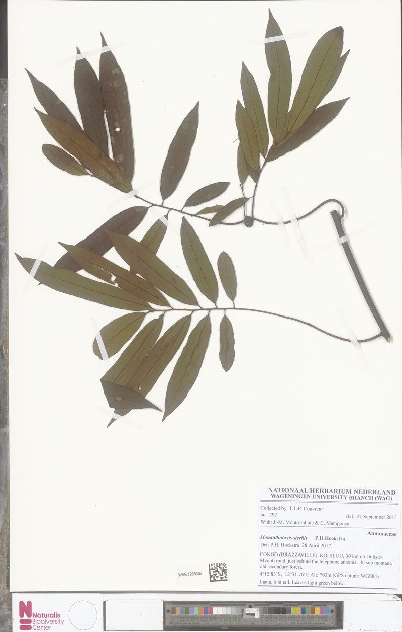 Monanthotaxis sterilis photo 3