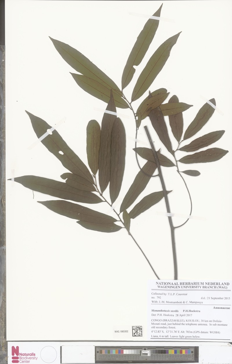 Monanthotaxis sterilis photo 4