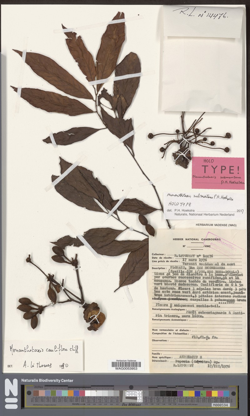 Monanthotaxis submontana photo 2