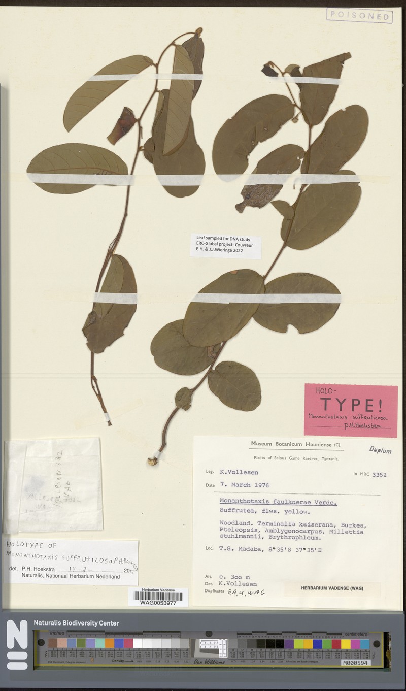 Monanthotaxis suffruticosa