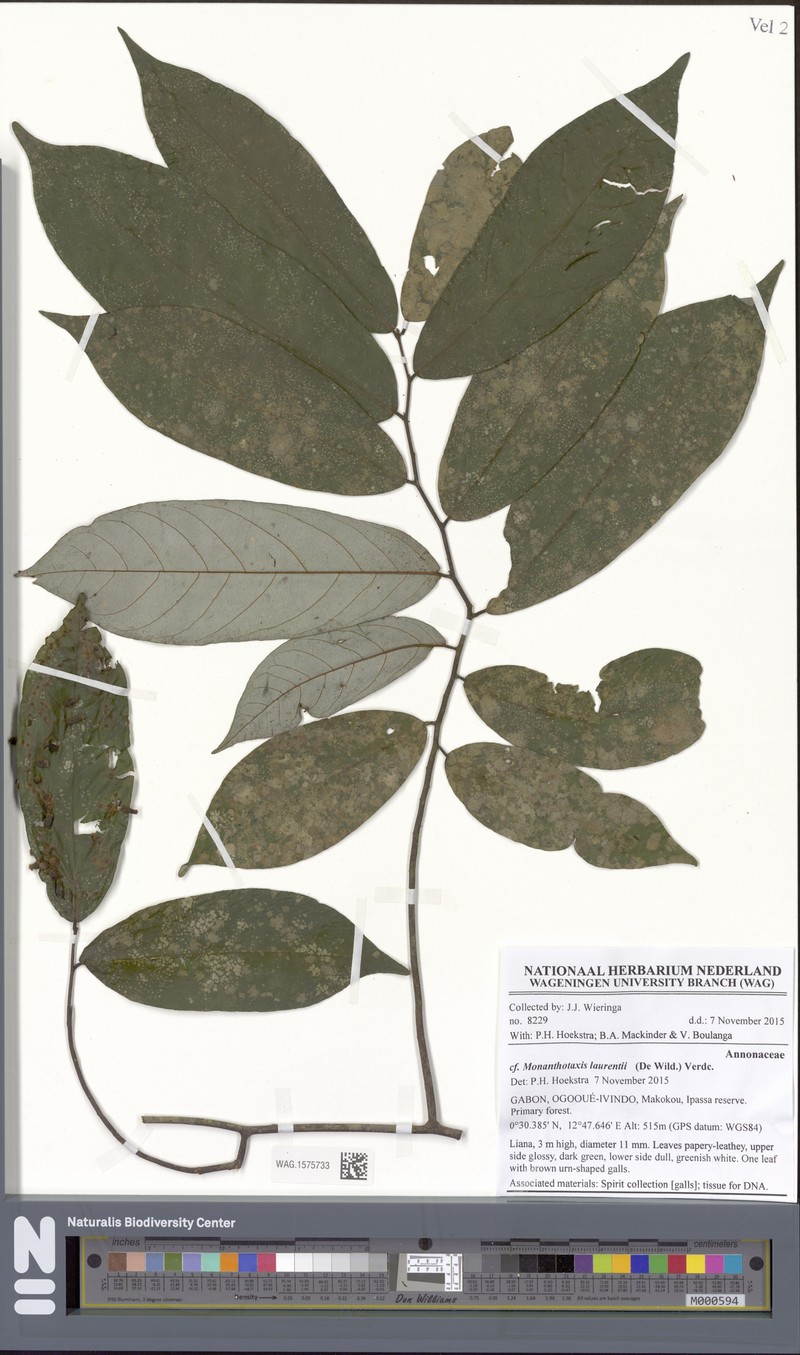 Monanthotaxis tripetala