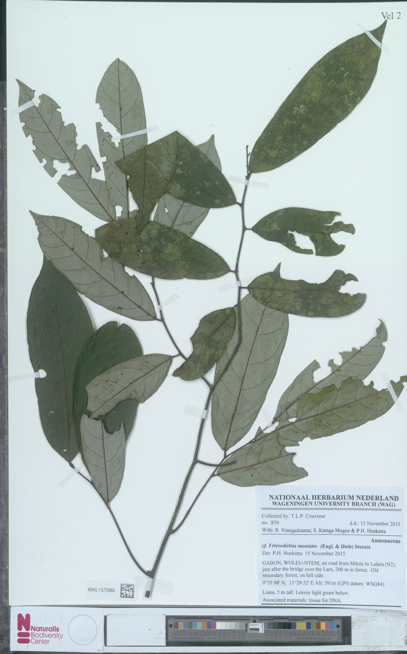 Monanthotaxis tripetala photo 2