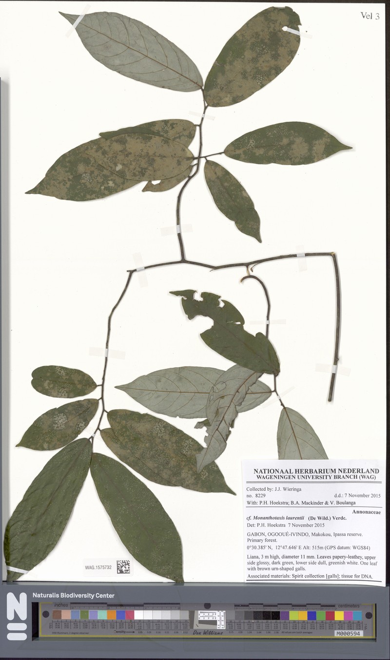 Monanthotaxis tripetala photo 4