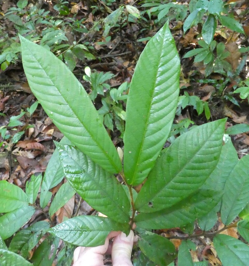 Monanthotaxis velutina