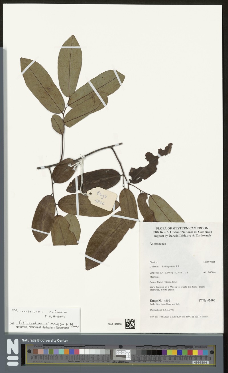 Monanthotaxis vulcanica