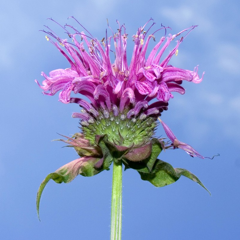Beebalm