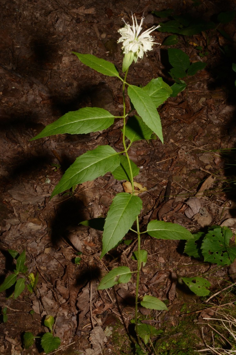 Monarda austroappalachiana