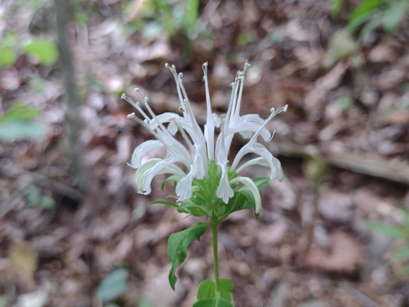 Monarda austroappalachiana photo 2