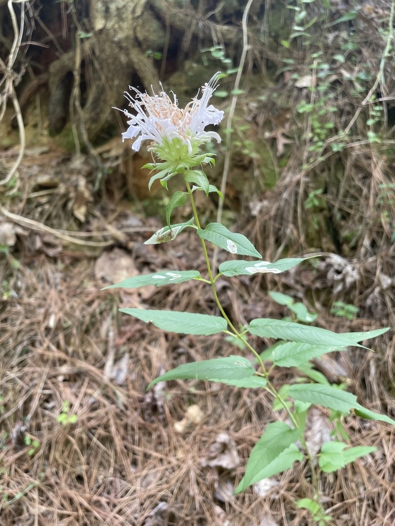 Monarda austroappalachiana photo 3