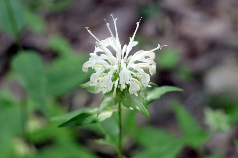 Monarda austroappalachiana photo 4