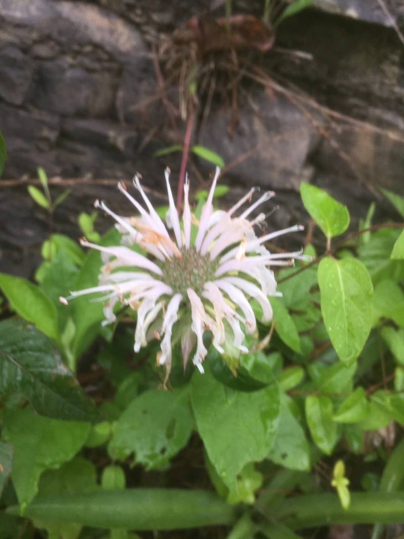 Monarda austroappalachiana photo 5