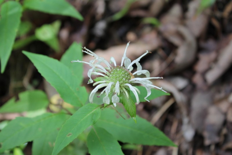 Monarda austroappalachiana photo 6