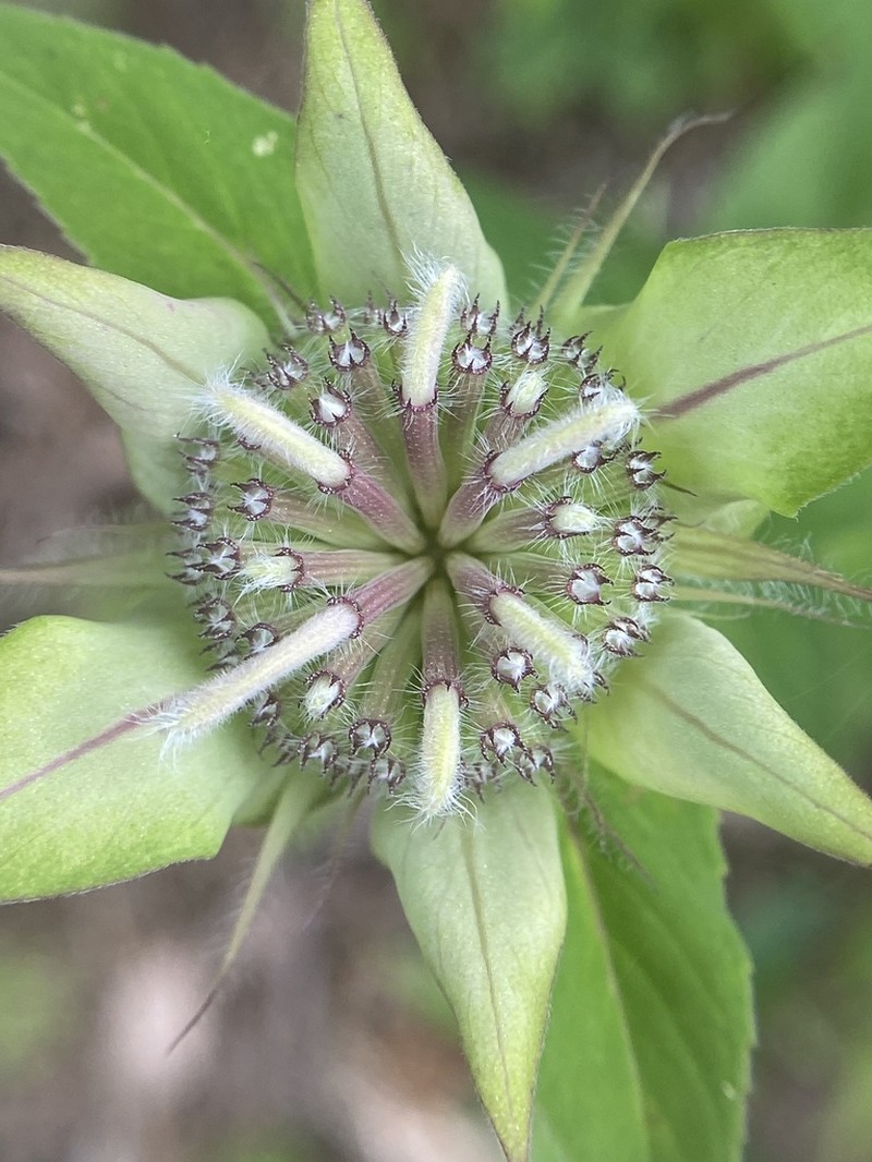 Monarda austroappalachiana photo 7