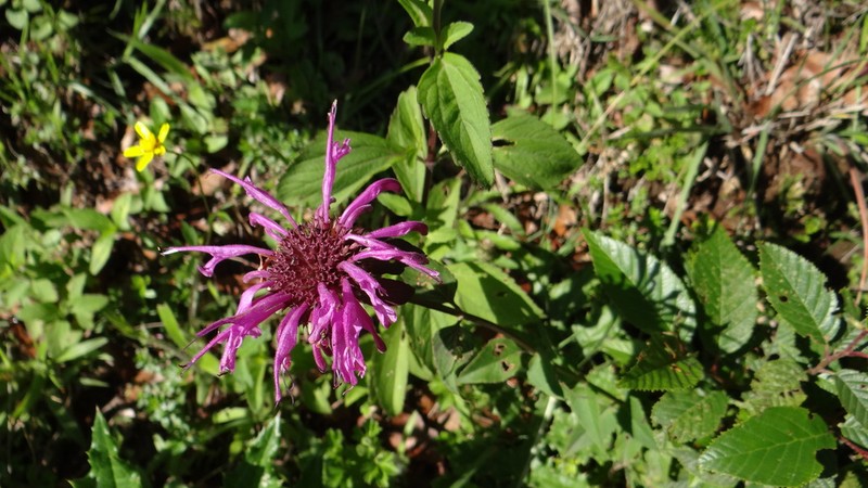 Monarda dressleri