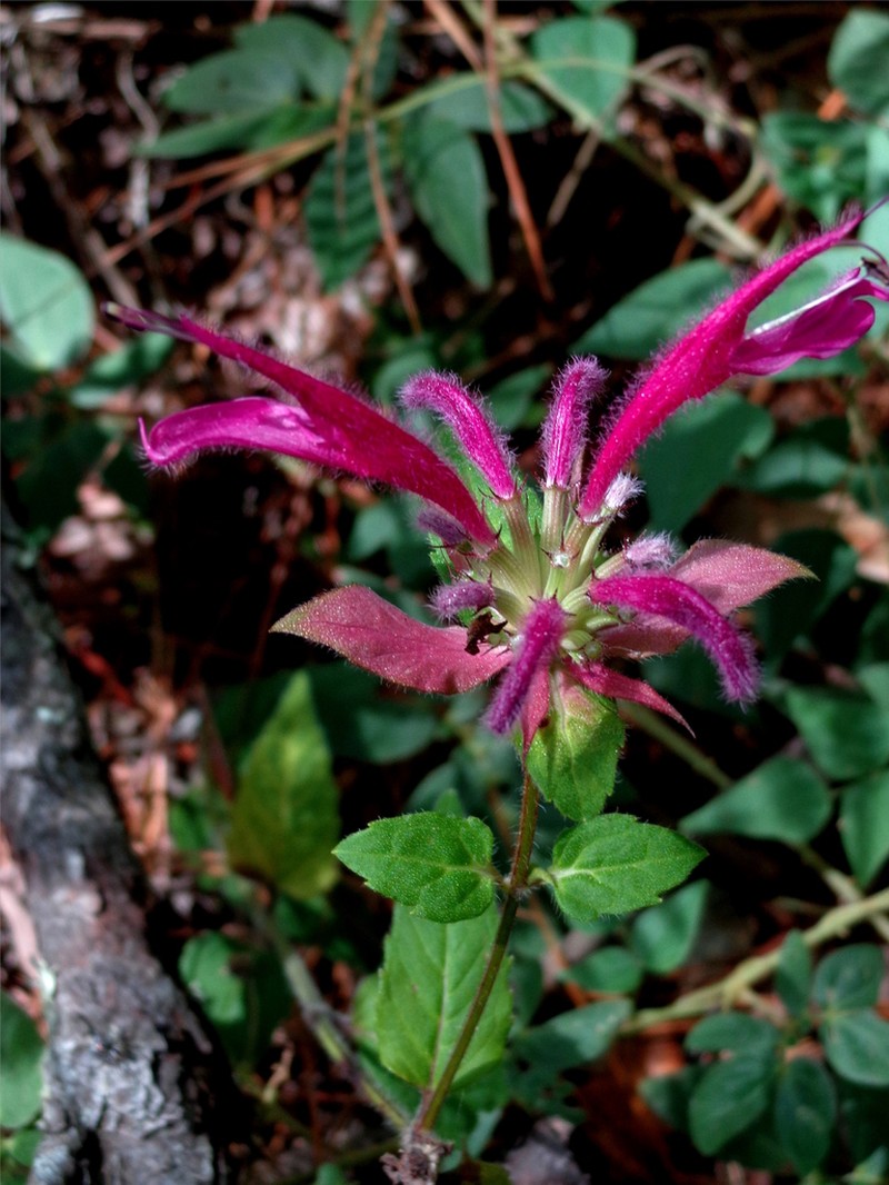 Monarda dressleri photo 2