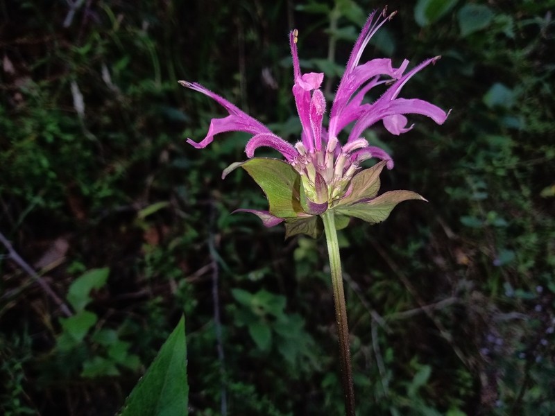 Monarda dressleri photo 3