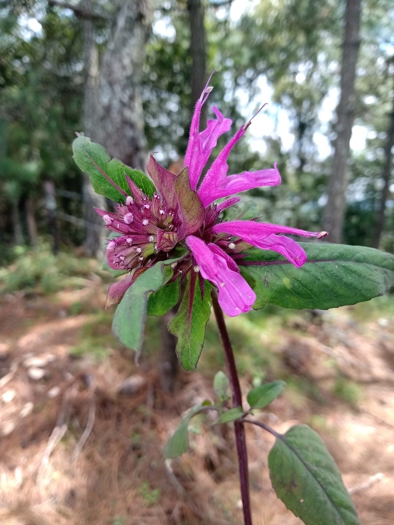 Monarda dressleri photo 4