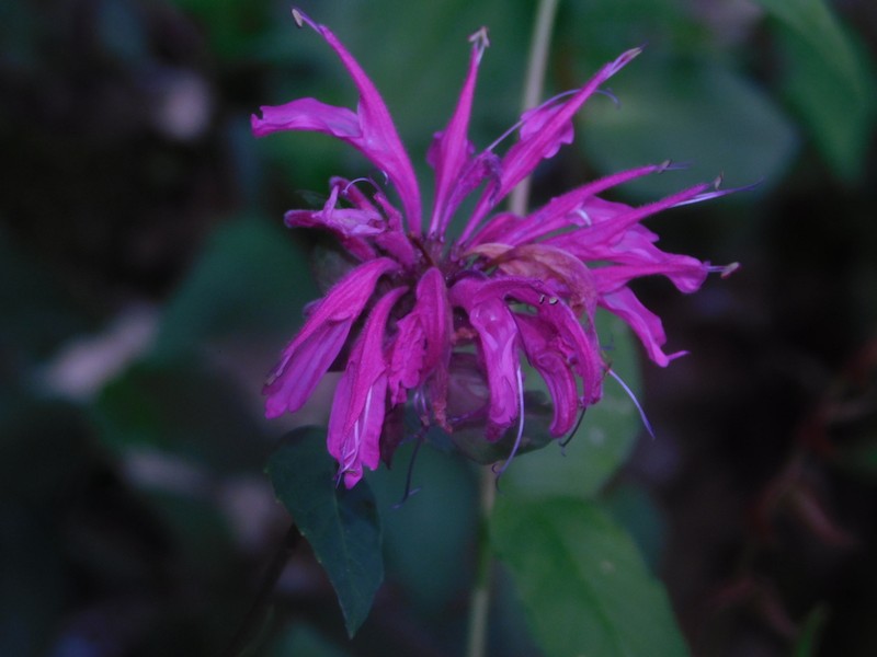 Monarda dressleri photo 5