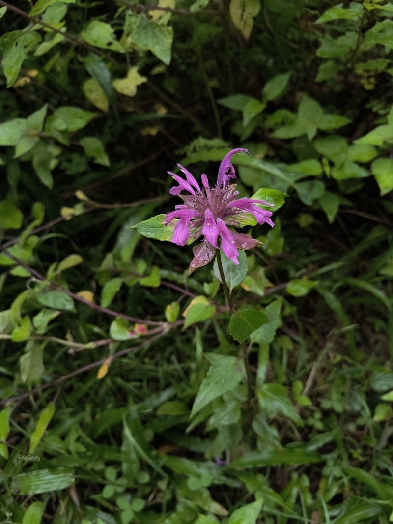 Monarda dressleri photo 6