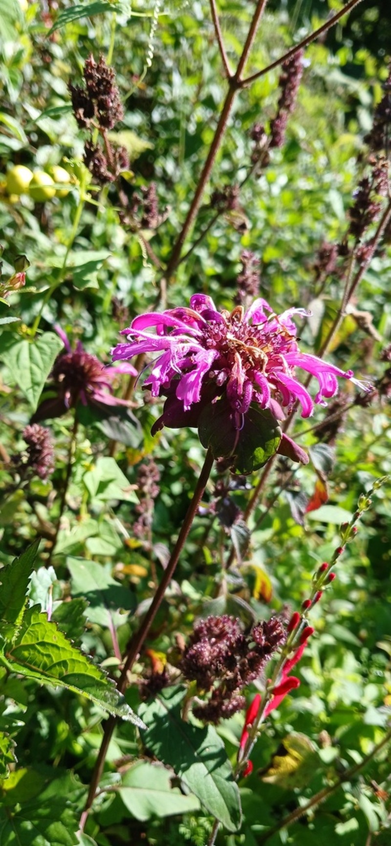 Monarda dressleri photo 7