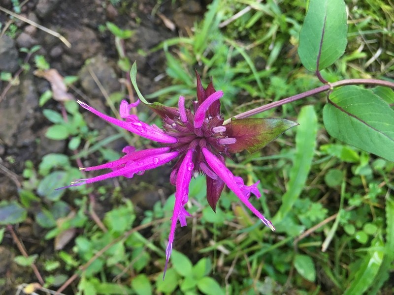 Monarda dressleri photo 8