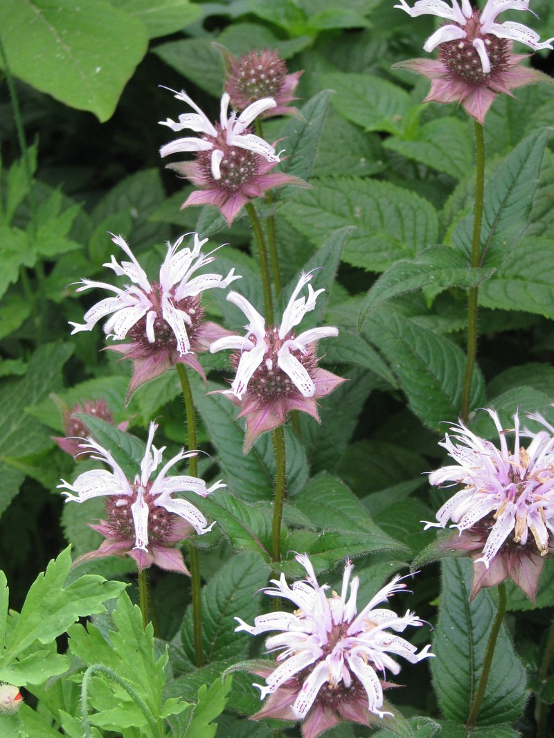 Eastern Beebalm photo 2