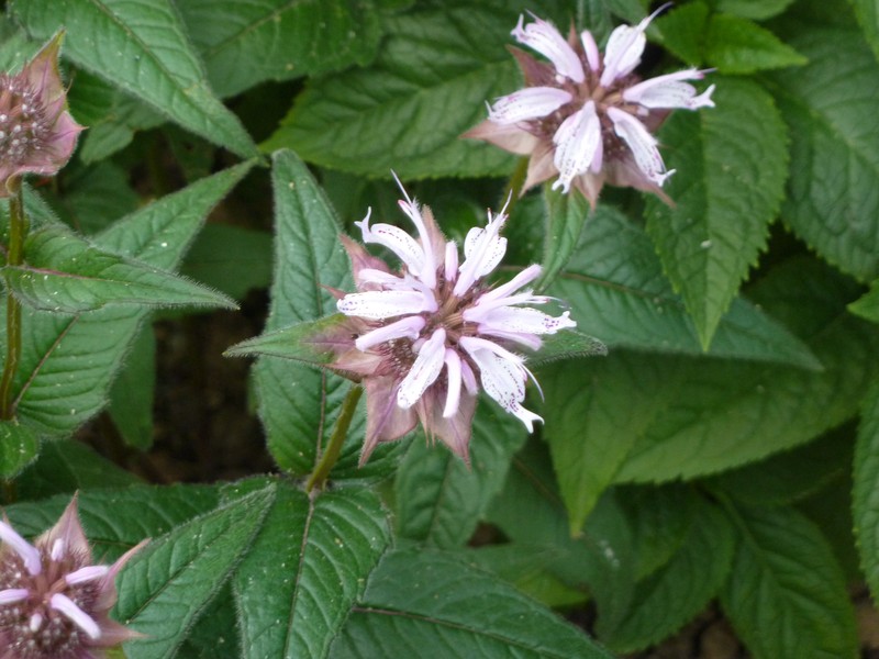 Eastern Beebalm photo 3
