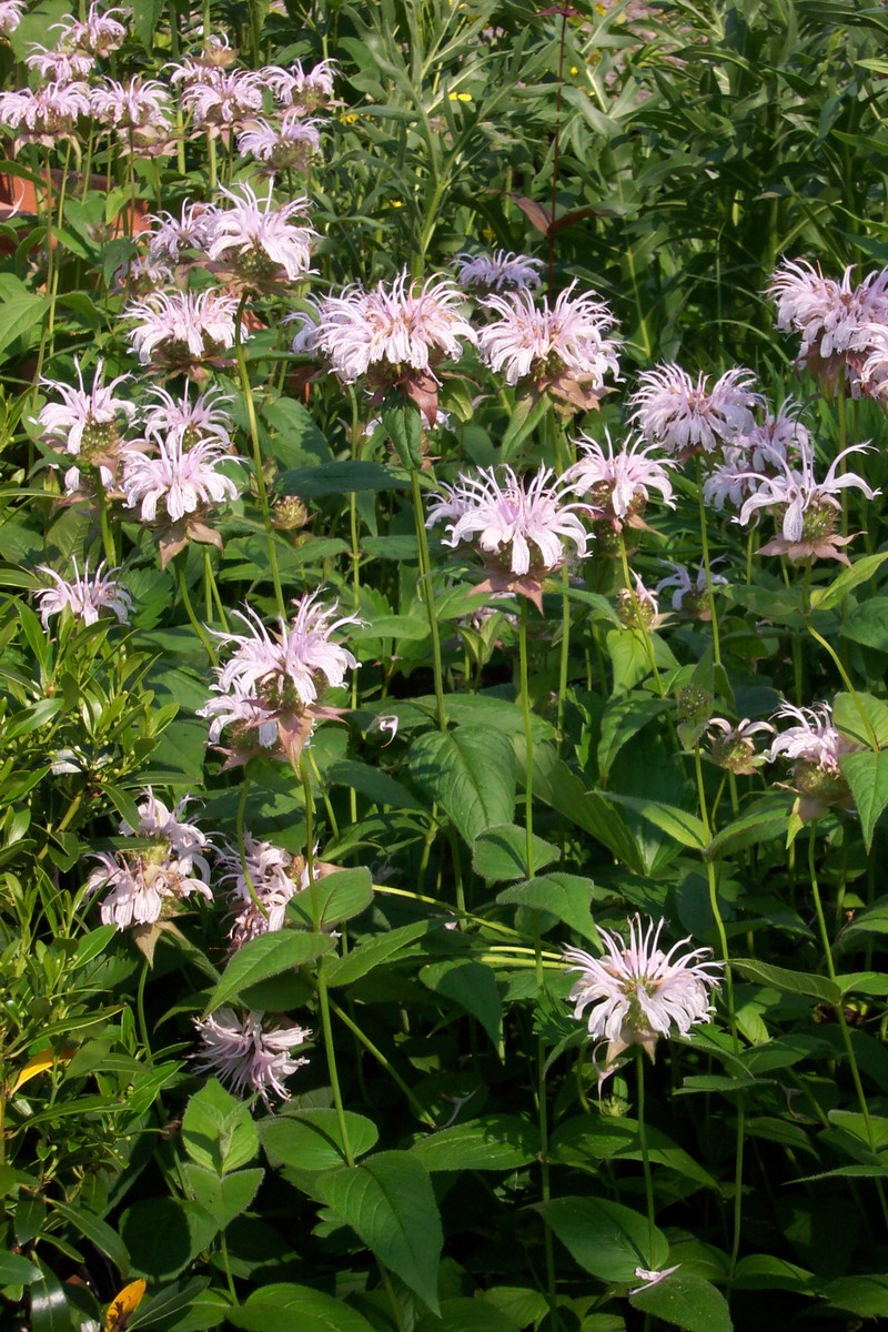 Eastern Beebalm photo 4