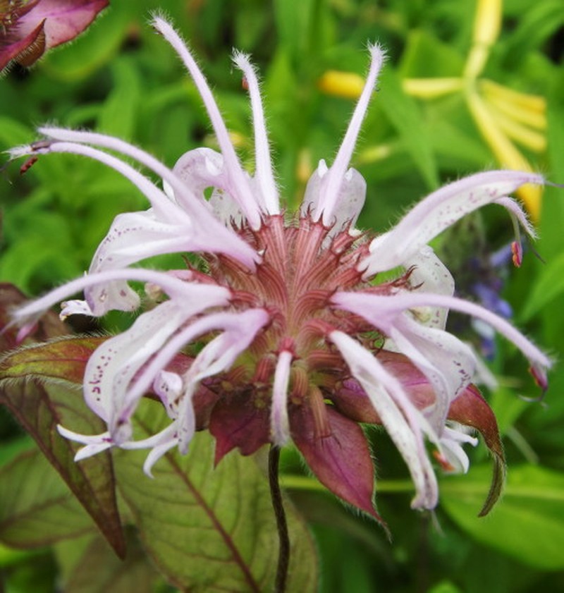 Eastern Beebalm