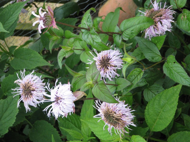 Eastern Beebalm photo 5