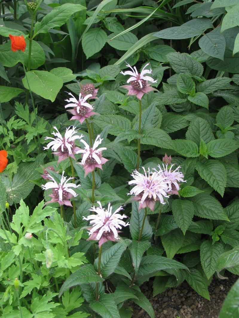Eastern Beebalm photo 6
