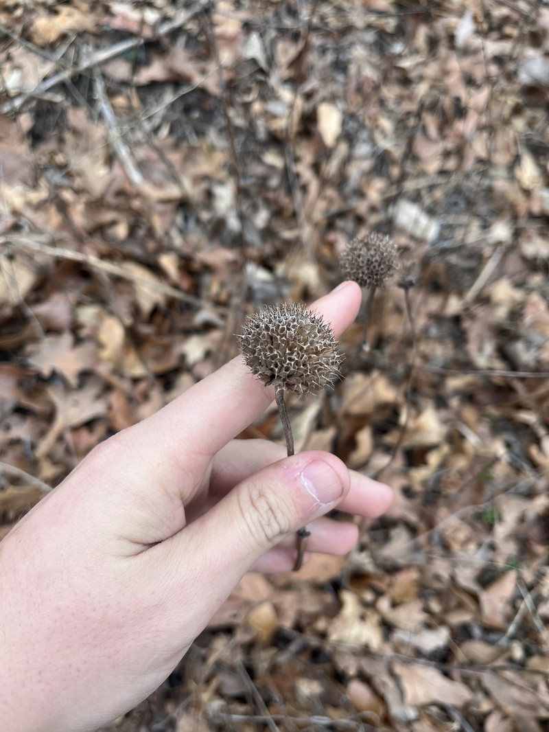 Eastern Beebalm photo 3
