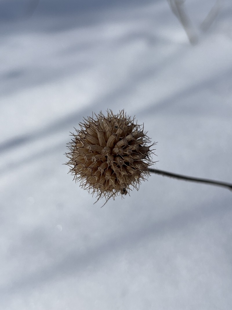 Eastern Beebalm photo 4
