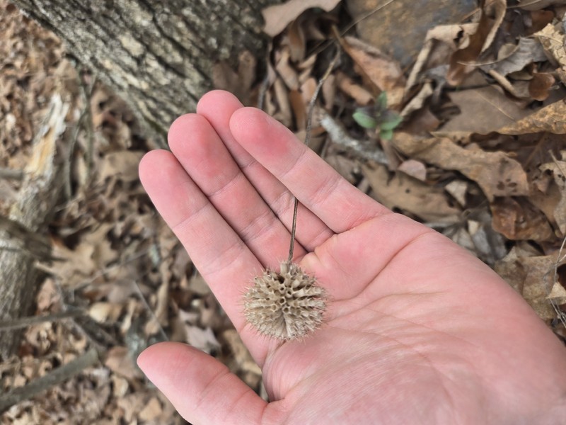 Eastern Beebalm photo 5