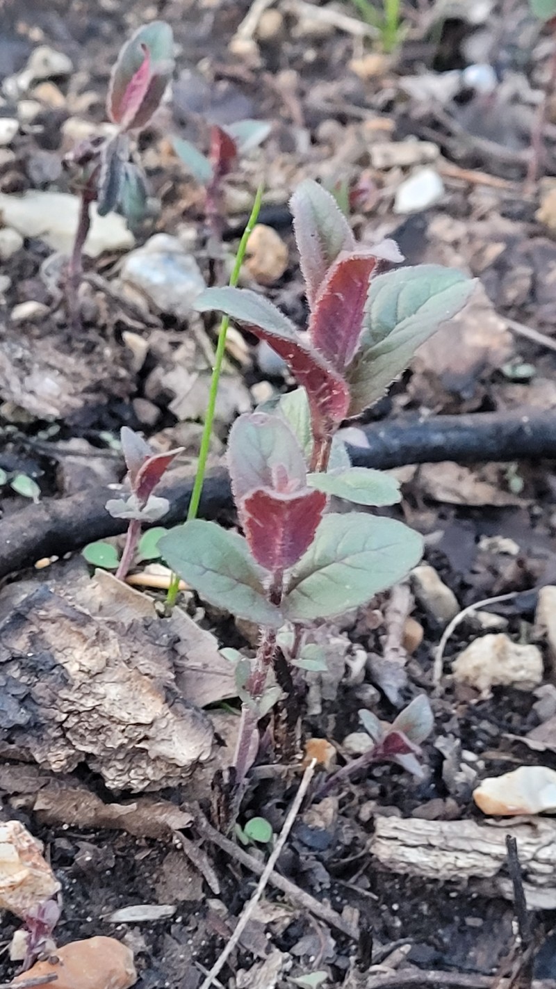Eastern Beebalm photo 6